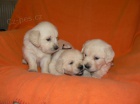 Golden retriever s PP - �t��ata /zlat� retr�vr/