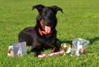 Beauceron - Francouzsk� ov��k