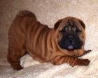 �arpej, shar-pei  �t���tka s PP