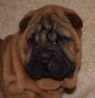 �arpej, shar-pei  �t���tka s PP