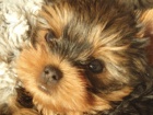 �t��ata yorkshirsk�ho terriera