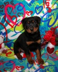 hezk� rottweilers