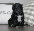 Jemn� portugalsk� vodn� psy