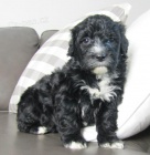 Jemn� portugalsk� vodn� psy