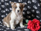 vesel� �elmy welsh corgi