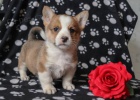 vesel� �elmy welsh corgi