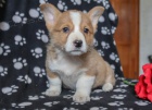 vesel� �elmy welsh corgi