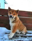aktivn� �t��ata shiba inu