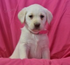 Milovn�ci �t��at Labrador Retriever