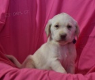 Milovn�ci �t��at Labrador Retriever