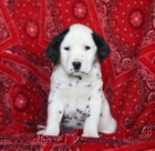 N�dhern� dalmatsk� �t���tka