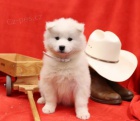 atraktivn� samoyed �t��ata