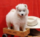 atraktivn� samoyed �t��ata