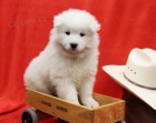 atraktivn� samoyed �t��ata