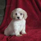 drah� kokr�pan�l