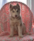 Kr�sn� sibi�sk� husky �t��ata