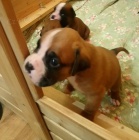 N�meck� boxer - �t��ata