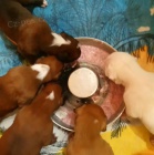 N�meck� boxer - �t��ata