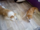 Akita inu �t�nata