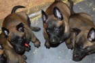 belgicky ovcak malinois