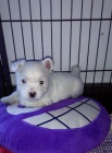 West Highland White Terier-West�k