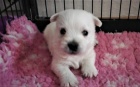 West Highland White Terier-West�k