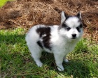�t��ata Pomsky