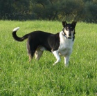 Kr�tkosrst� kolie