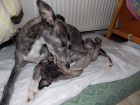 Whippet/Vipet s PP Zad�m posledn�ho pejska vrhu B
