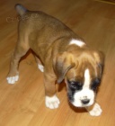 boxer, kr�tky chvost
