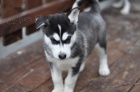 Sibi�sk� husky