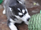 Sibi�sk� husky