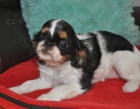 King charles spaniel s pp