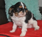 King charles spaniel s pp