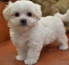 Registrovan� malt�zsk� �t��ata pro miluj�c� domovy