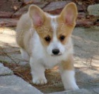 Vysok� standardn� pembroke welsh corgi �t�n�