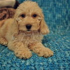 Dob�e vy�kolen� a zdrav� �t���tka