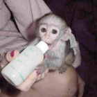 Kapuc�nsk� opice pro prodej