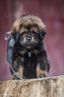 Tibetsk doga
