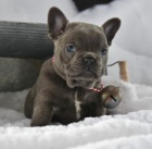 N�dhern� francouzsk� buldok �t���tka  Seznamte se s t�mi rozko�n�mi �t��aty. Jsou p��tel�t�, energi�t� a spole�en�t�! Jejich sladk� osobnosti d�laj� tyto cuties perfektn� p��tel a spoluhr�� pro jak�koli v�k! Ka�d� z nich je aktu�ln� s jejich v�st�el a dew