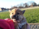 Shiba-Inu �t�n�