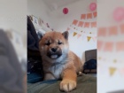 Shiba-Inu �t�n�