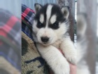 Sibi�sk� husky �t��ata k dispozici
