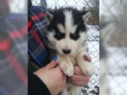 Sibi�sk� husky �t��ata k dispozici