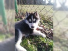 Sibi�sk� husky �t��ata k dispozici
