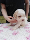 Lagotto Romagnolo