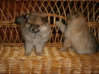 N�meck� �pic pomeranian