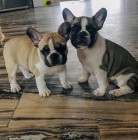 Kr�sn� fenky Francouzsk�ho buldo�ka