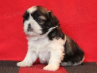 Shih-tzu, �i-tzu �t���tka s PP