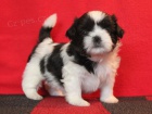 Shih-tzu, �i-tzu �t���tka s PP